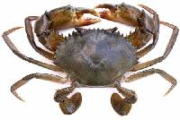 mud crab