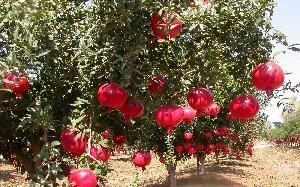 pomegranate