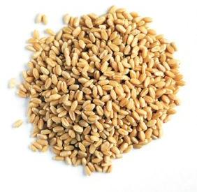 wheat, Packaging Type : 25 or 50 kg or in bulk