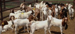Live Boer Goats