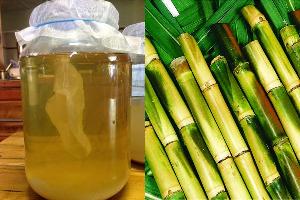 Sugarcane Vinegar