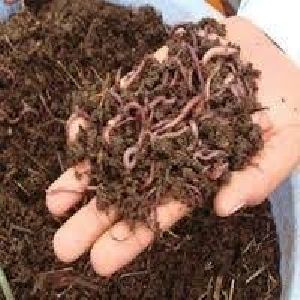 vermicompost fertilizer