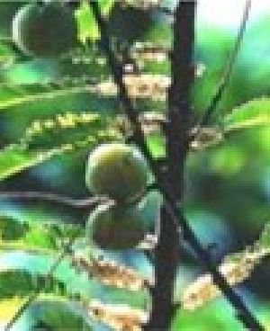Indian Gooseberry-Emblic Myrobalan