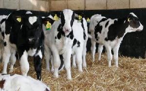 Live Friesian Holstein Cow