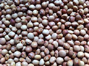 Pigeon Peas