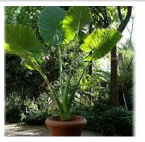 Alocasia Macrorrhiza Plants