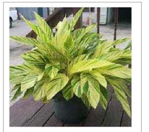 Alpinia Zerumbet Variegata Plants