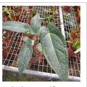 Anthurium Magnificum Plants