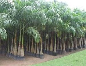 bottle pump palm
