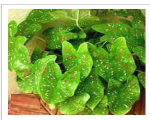 Caladium Hortulanum Bowl Plants