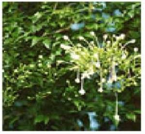 Millingtonia Hortensis Plants