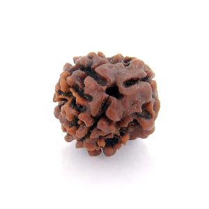 3 Mukhi Rudraksha Original Nepali