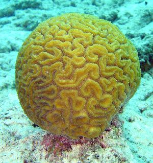 Brain Coral Gemstone