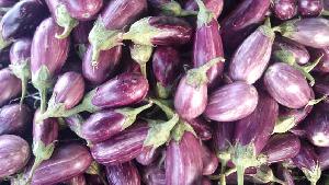 brinjal