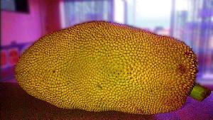 jackfruit