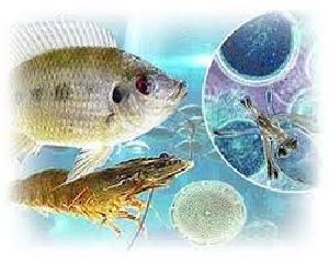 aquaculture chemicals