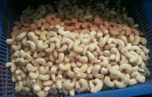 cashew kernel
