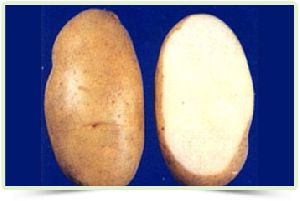 Potato Tubers