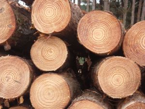 Pine Wood Logs