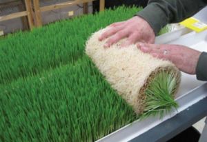 Hydroponic Fodder System