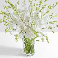 Deluxe White Dendrobium Orchids