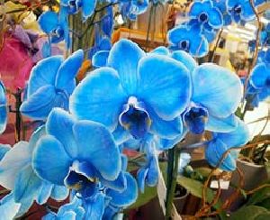 Blue Orchid Flowers