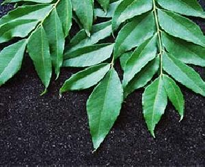 Fresh Curry Leaves