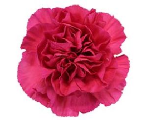 Dark Pink Carnation Flowers