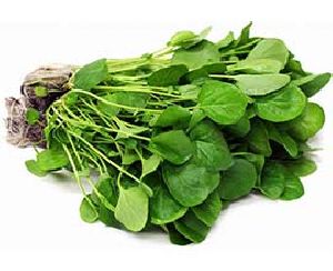 Fenugreek Leaf