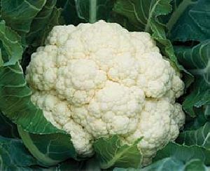 fresh cauliflower
