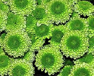 Green Button Chrysanthemum Flowers