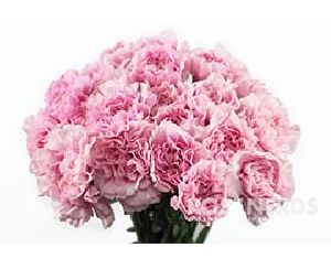 Light Pink Carnation Flowers