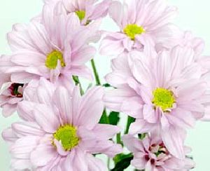 Light Pink Chrysanthemum Flowers