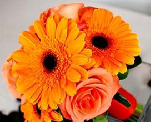 Orange Gerbera Flowers
