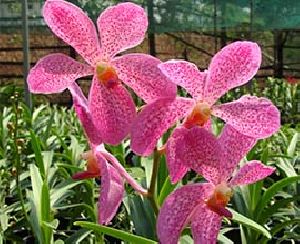Pink Mokara Flowers
