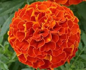 Red Marigold Flowers