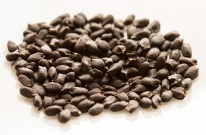 Herb Seeds