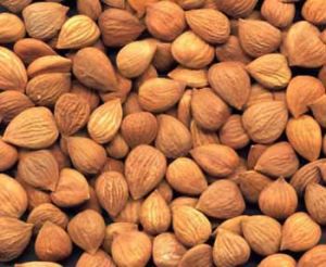 Dry Apricot Kernels