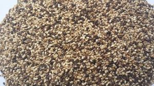 Seeds & Plant Saplings