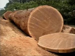 AYOUS TIMBER LOGS