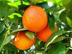 Citrus Fruit