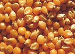 Yellow Corn Seeds