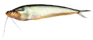 Pabda Fish