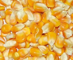QUALITY YELLOW CORN / MAIZE FOR ANIMAL FEED