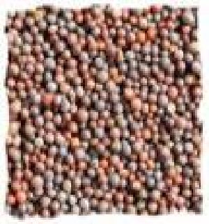 Brown Mustard Seeds