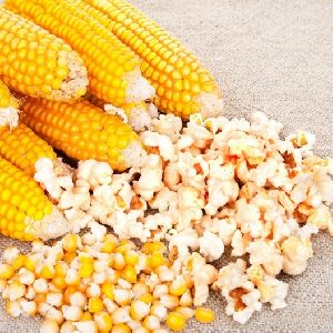 Yellow popcorn maizes