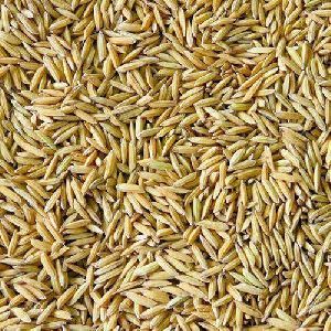 Organic Paddy Rice