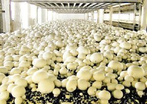 Mushroom Cold Storage Rental Services