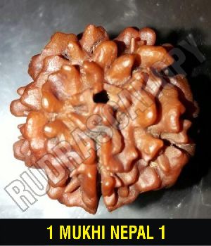 Natural 1 Mukhi Nepal Rudraksha (with no additional lines near the hole-underdeveloped)