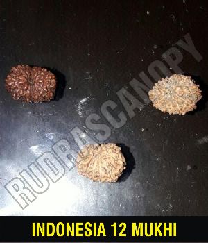 12 Mukhi Indonesian Rudraksha